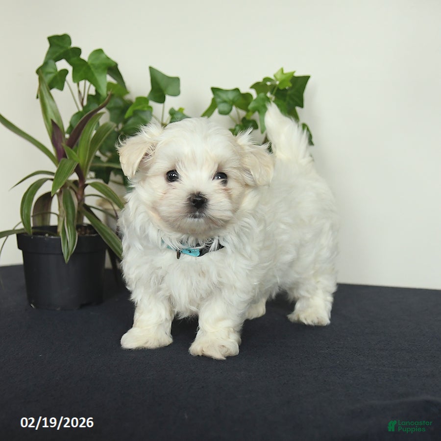 Maltese dogs Ollie - Ad 2