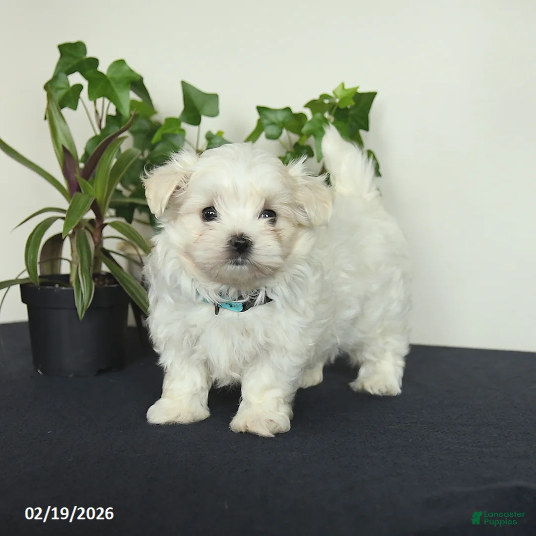 Maltese dogs for sale: Ollie - Ad 2