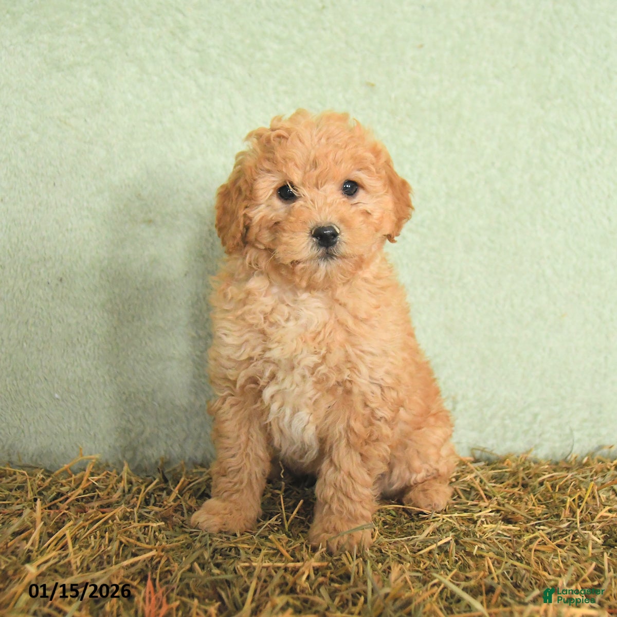 Mini Goldendoodle dogs Brady  - Ad 26
