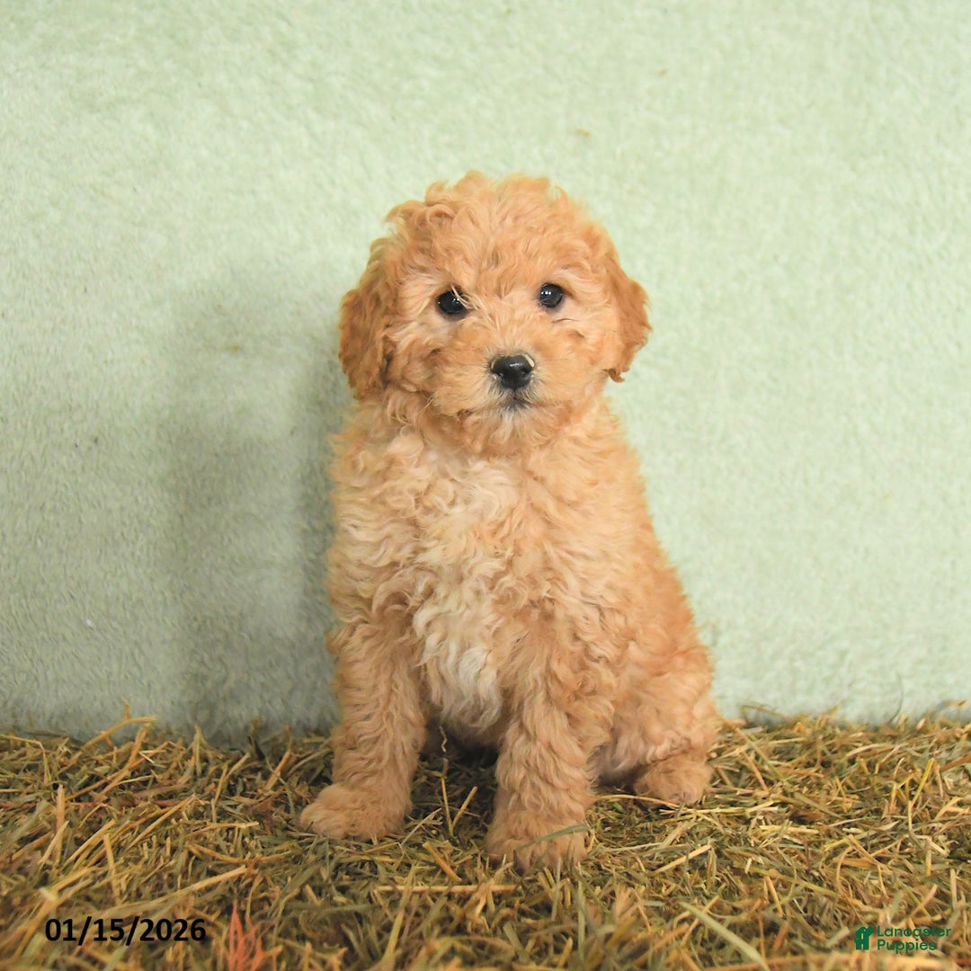 Mini Goldendoodle dogs for sale: Brady  - Ad 1