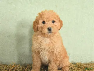 Mini Goldendoodle dogs Brady - Ad 36
