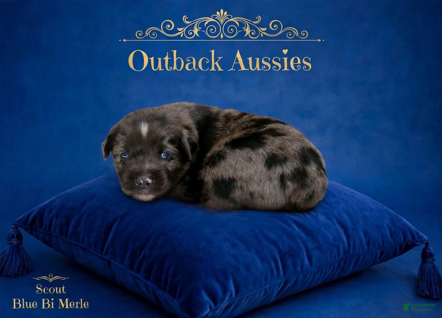 Australian Shepherd dogs Scout - Ad 1