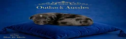 Australian Shepherd dogs for sale: Scout - Ad 1