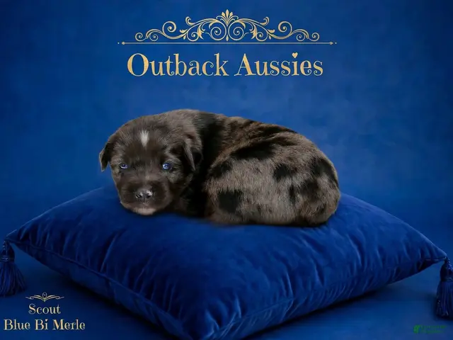 Australian Shepherd dogs for sale: Scout - Ad 1