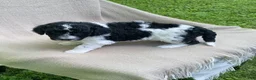 Mixed Breed dogs for sale: Beignet - Ad 9