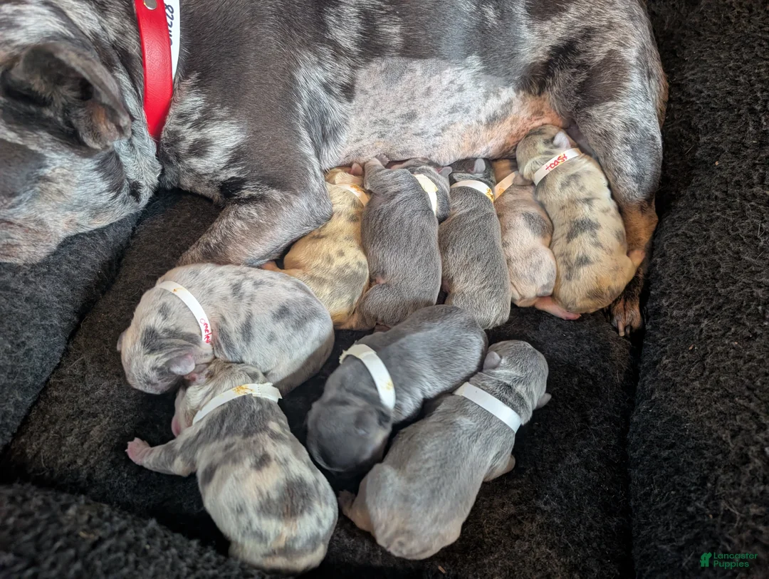 French Bulldog dogs for sale: Toast  - Ad 2