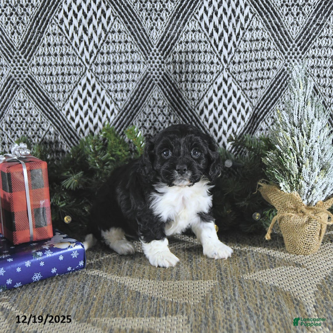 Cavapoo dogs for sale: Zarah - Ad 3