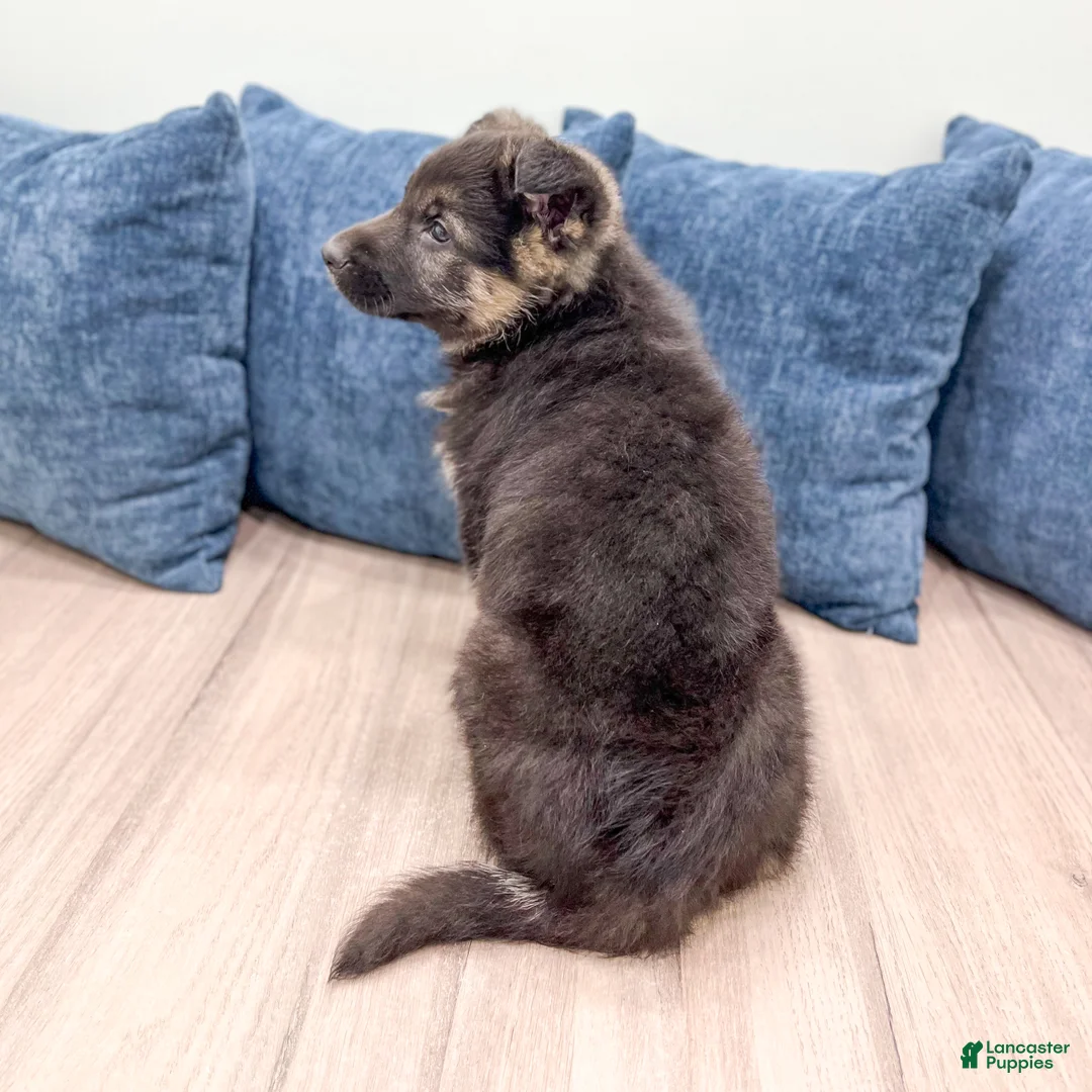 German Shepherd dogs for sale: Benson - Ad 6