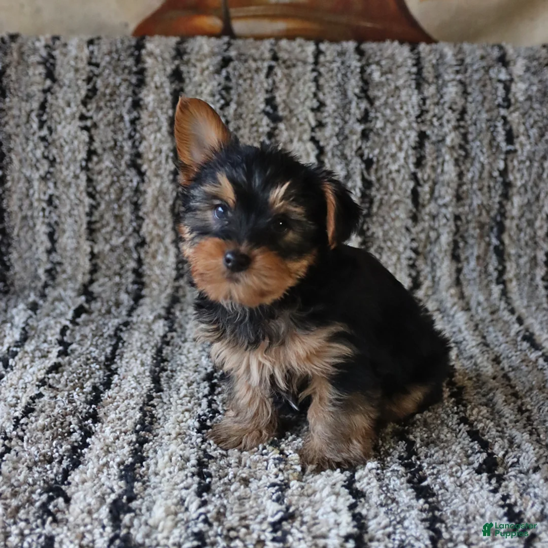 Yorkshire Terrier dogs for sale: Theo - Ad 5