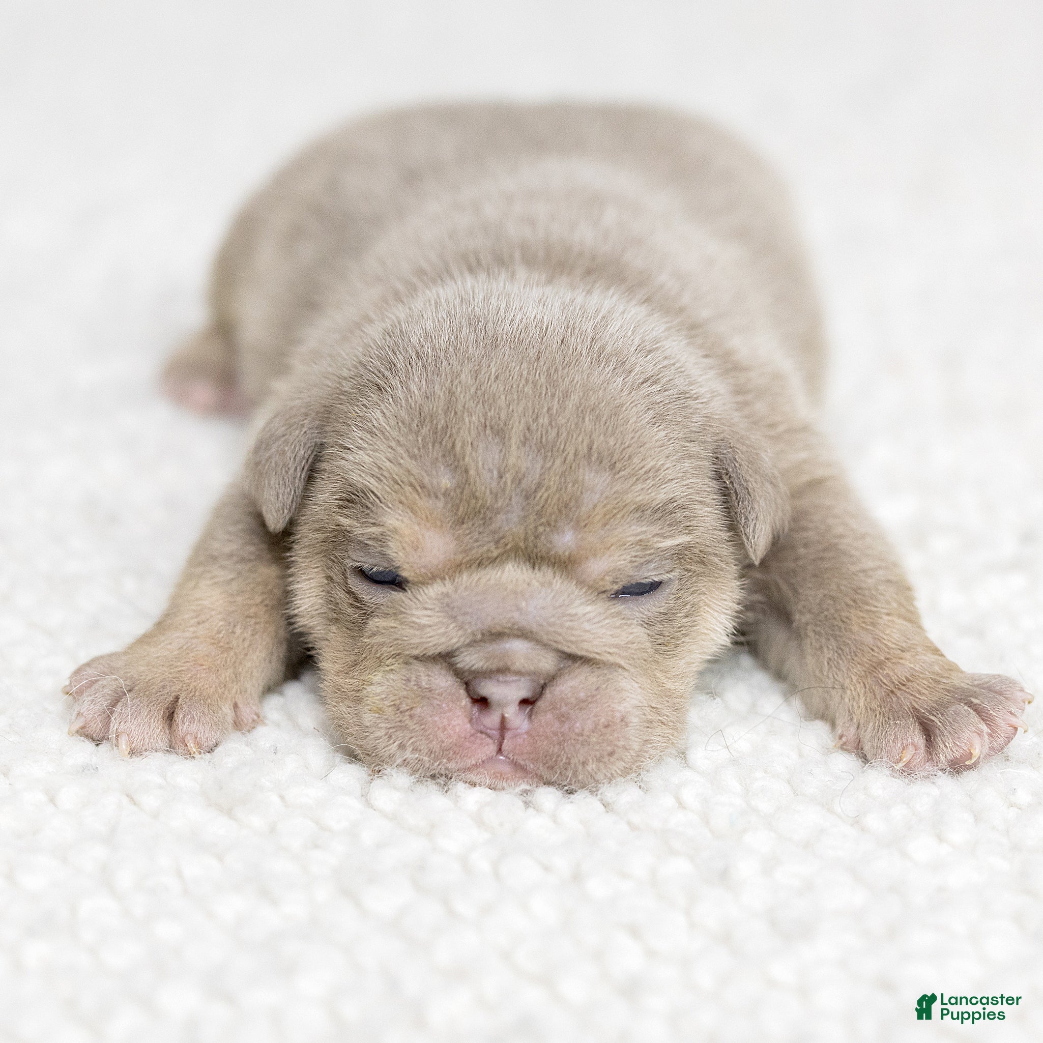 English Bulldog dogs Marine Rue English Bulldog  - Ad 2