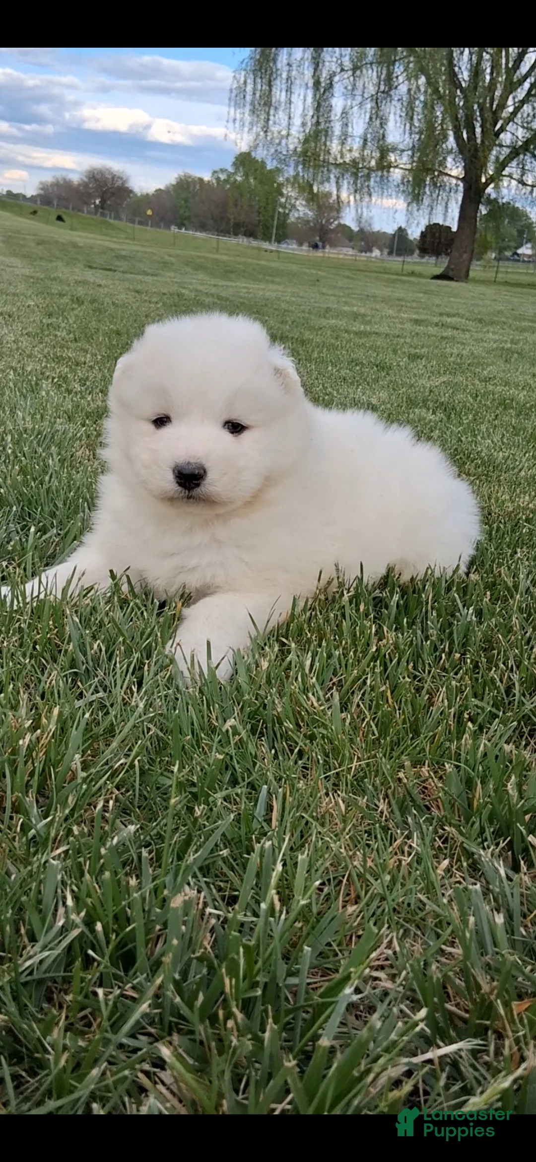 Samoyed dogs for sale: Flex - Ad 5