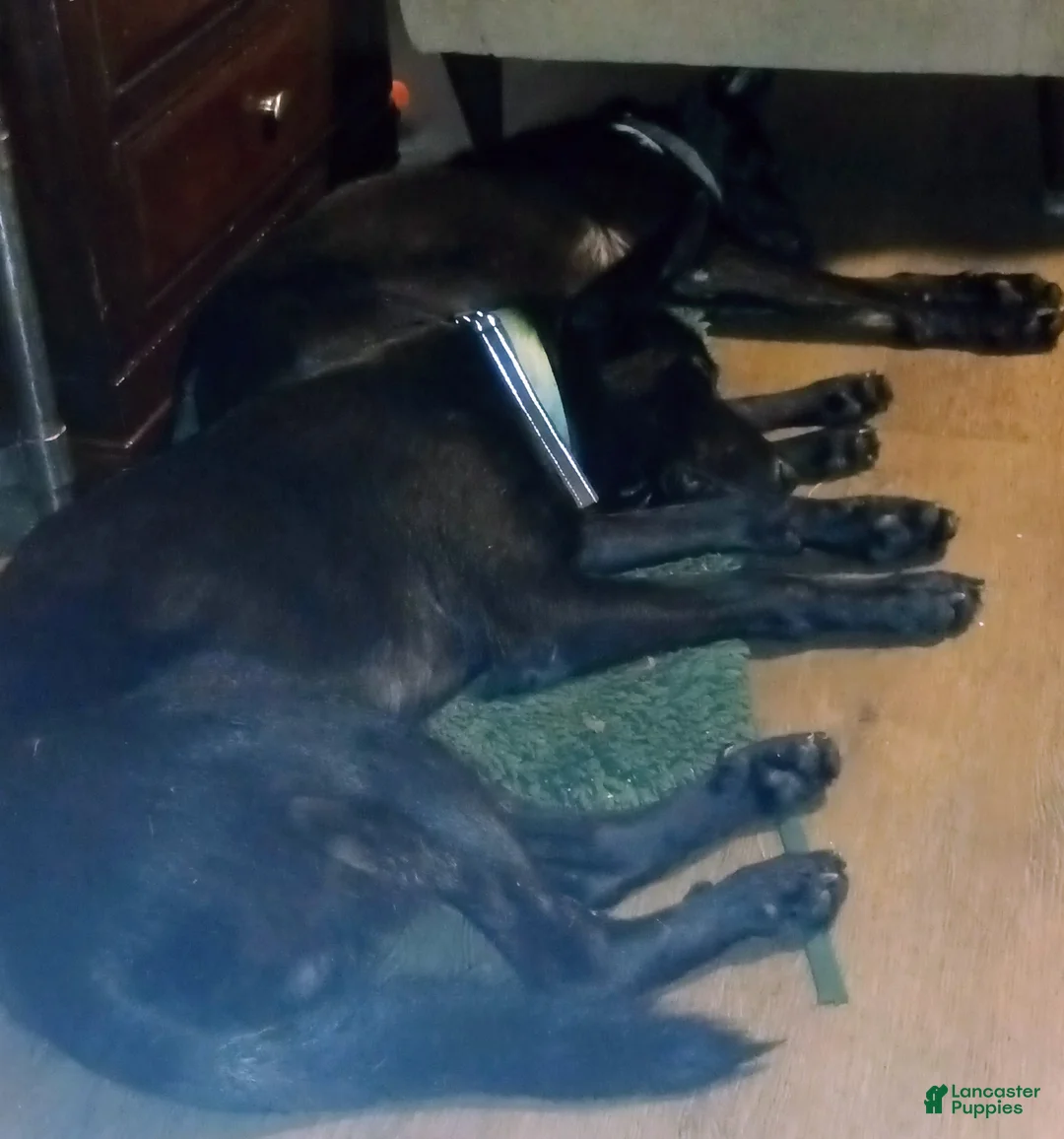 Gallery Image {{count}}