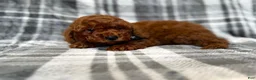 Mini Goldendoodle dogs for sale: Snickers - Ad 3