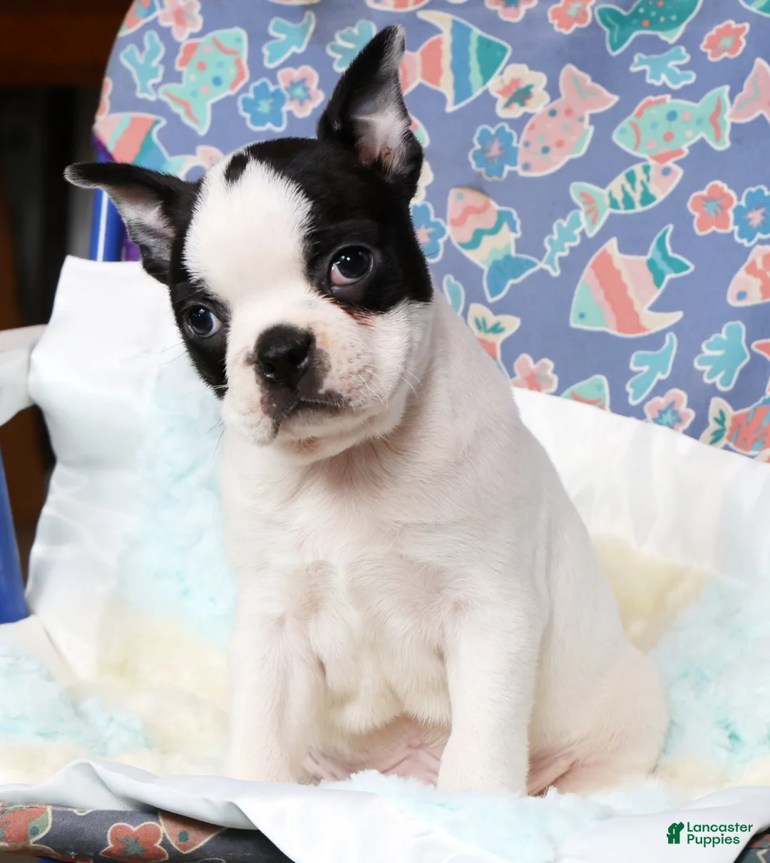 Boston Terrier dogs for sale: Jesse - Ad 7
