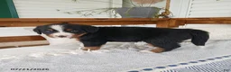 Bernese Mountain Dog dogs for sale: Avery - Ad 4