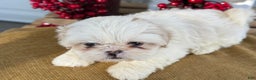 Shih Tzu dogs for sale: Pearl - Ad 3