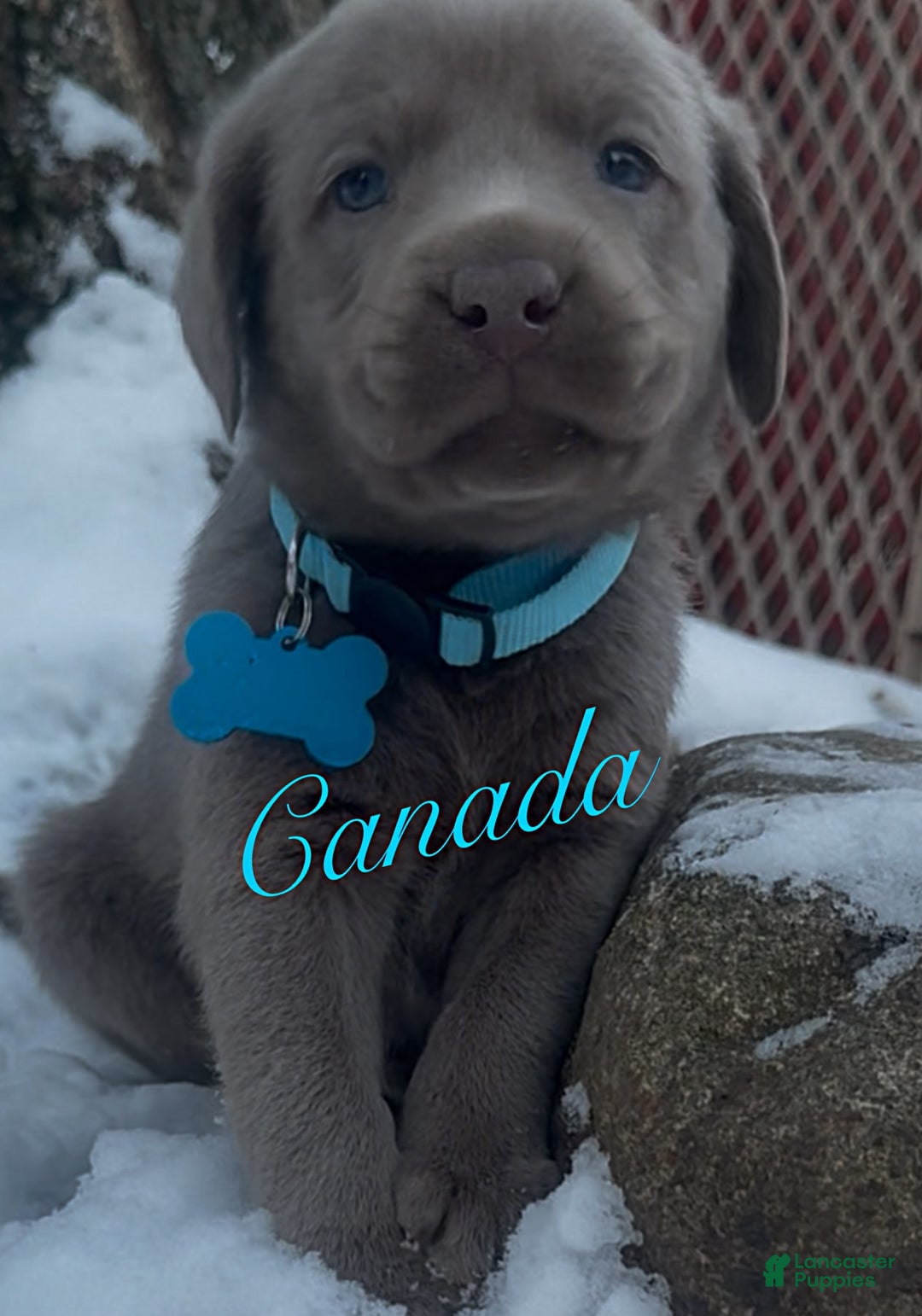 Labrador Retriever dogs for sale: Labrador Retriever Puppy 1 - Ad 5