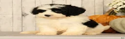Mini Bernedoodle dogs for sale: Grace - Ad 5