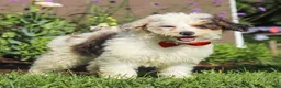 Miniature Poodle dogs for sale: Alex - Ad 8
