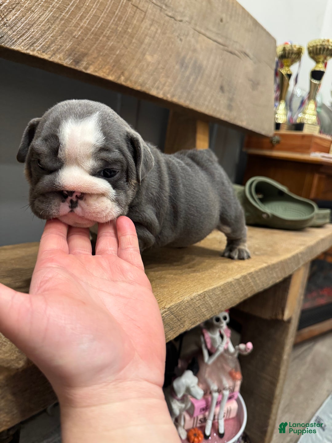 English Bulldog dogs for sale: Saint  - Ad 5