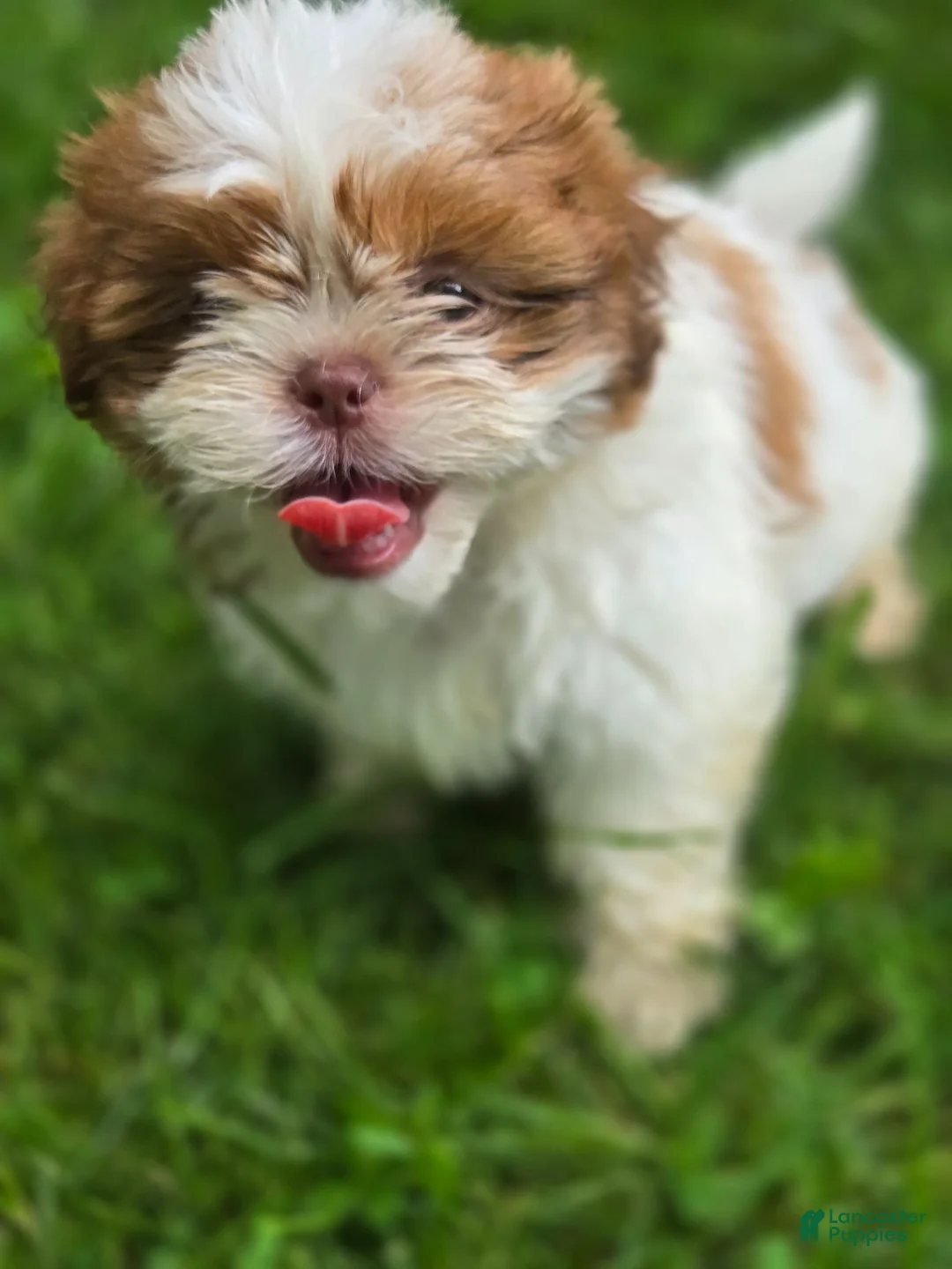Shih Tzu dogs for sale: Shih Tzu 1 - Ad 1
