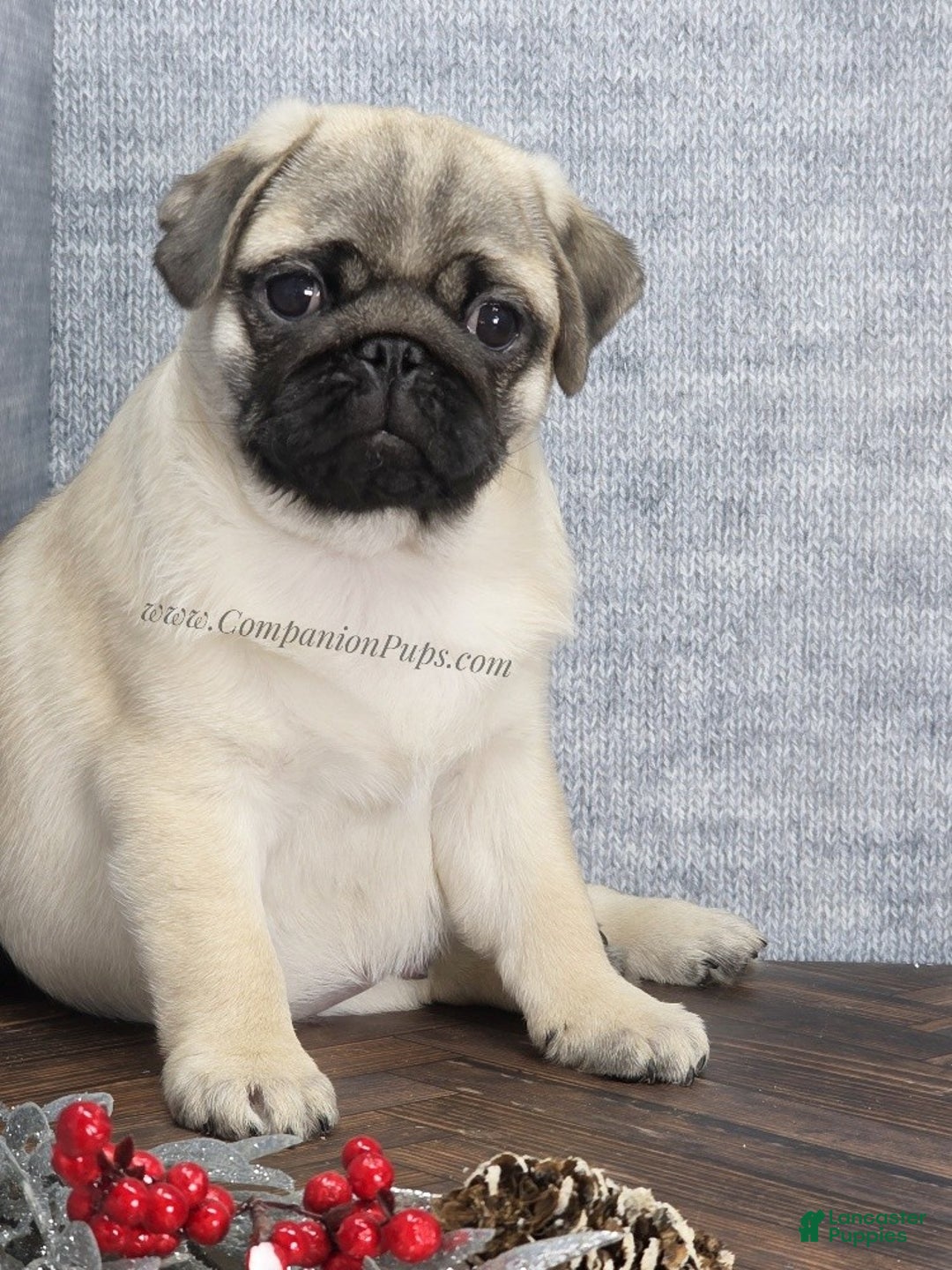 Pug dogs for sale: Best Friend for Life - Brady- Memoriable Christmas Puppy! - Ad 9