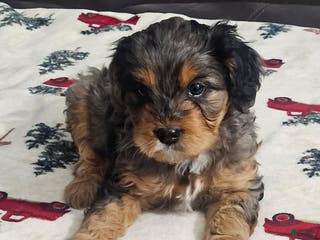 Cavapoo dogs Patches - Ad 19