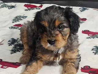 Cavapoo dogs Patches - Ad 10