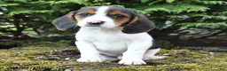 Beagle dogs for sale: Copper - Ad 3