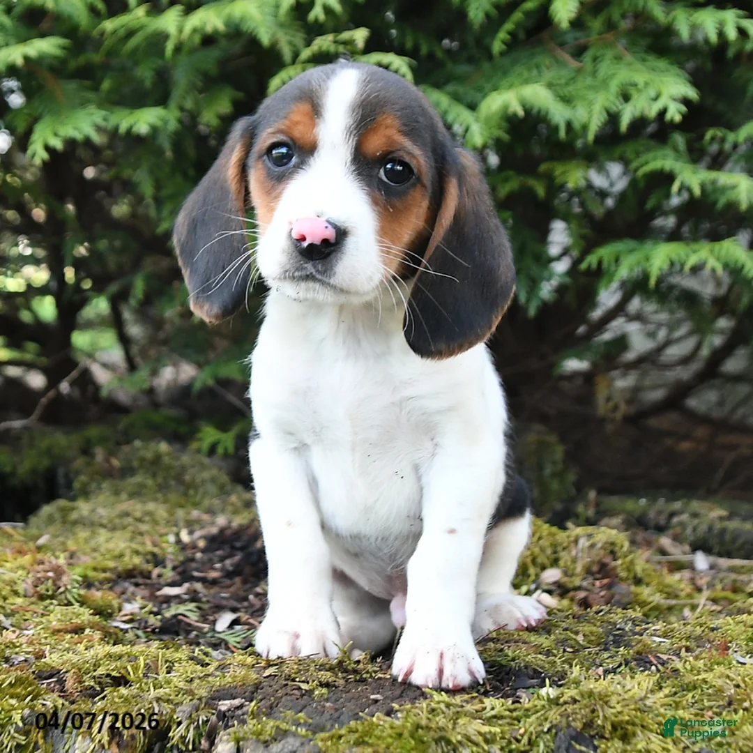 Beagle dogs for sale: Copper - Ad 3