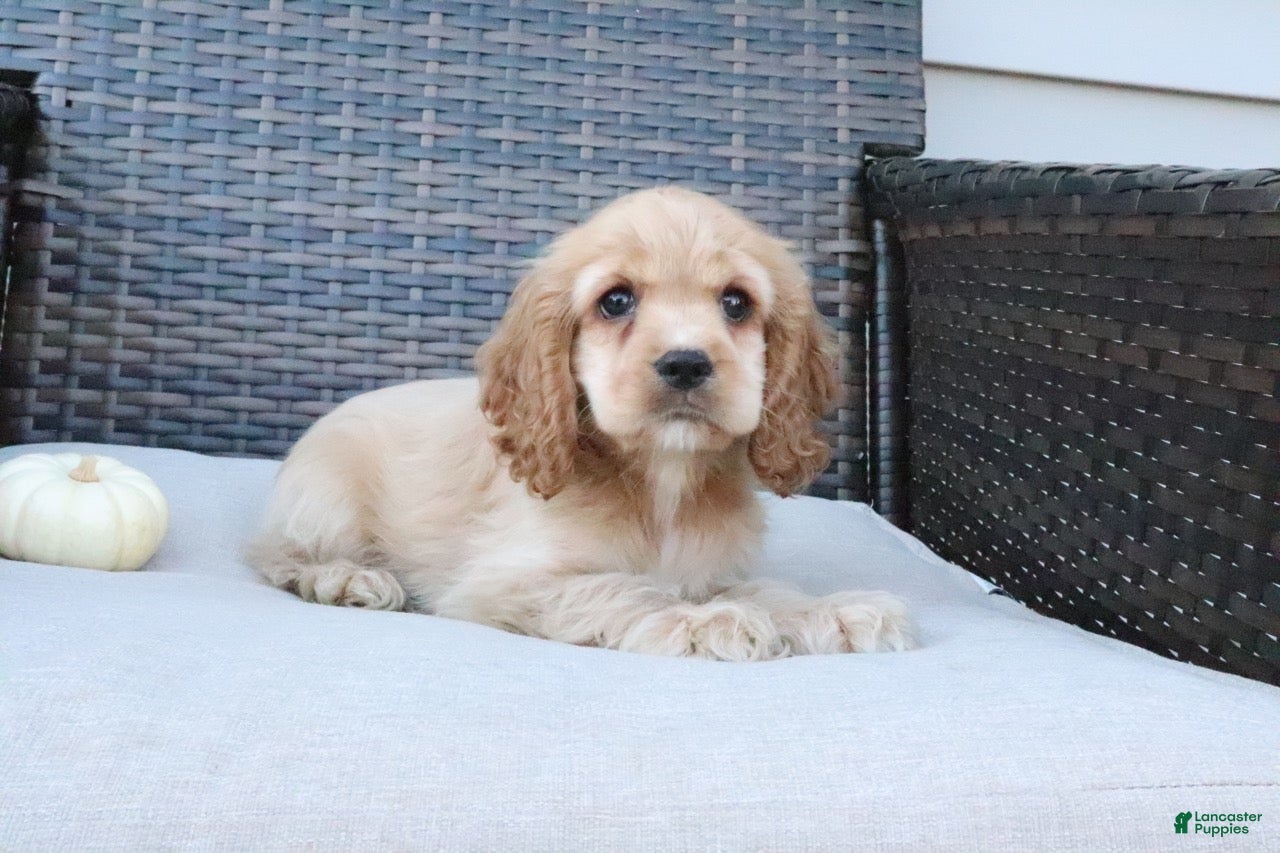 Cocker Spaniel dogs for sale: Timber - Ad 2