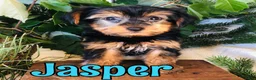 Yorkshire Terrier dogs for sale: Yorkshire Terrier 1 - Ad 2