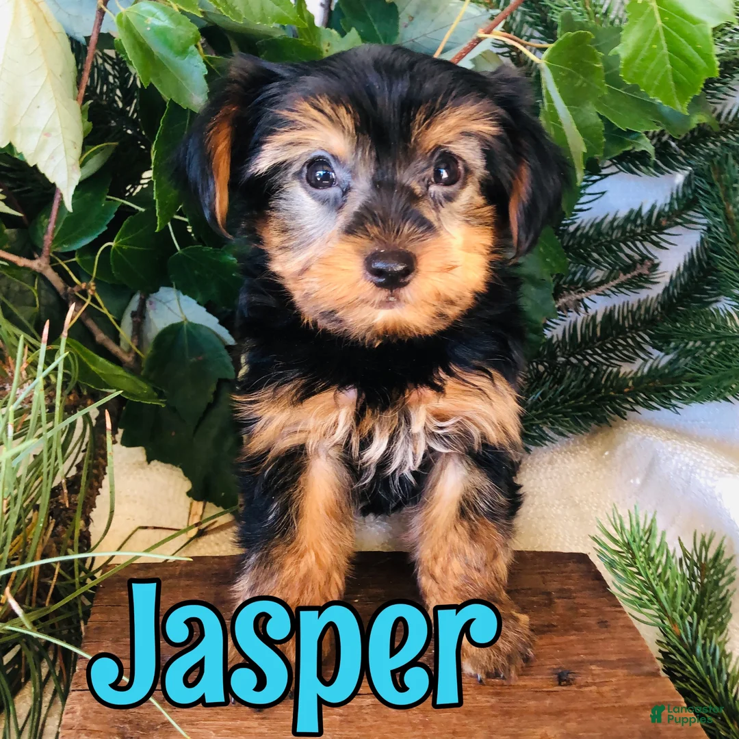Yorkshire Terrier dogs for sale: Yorkshire Terrier 1 - Ad 2