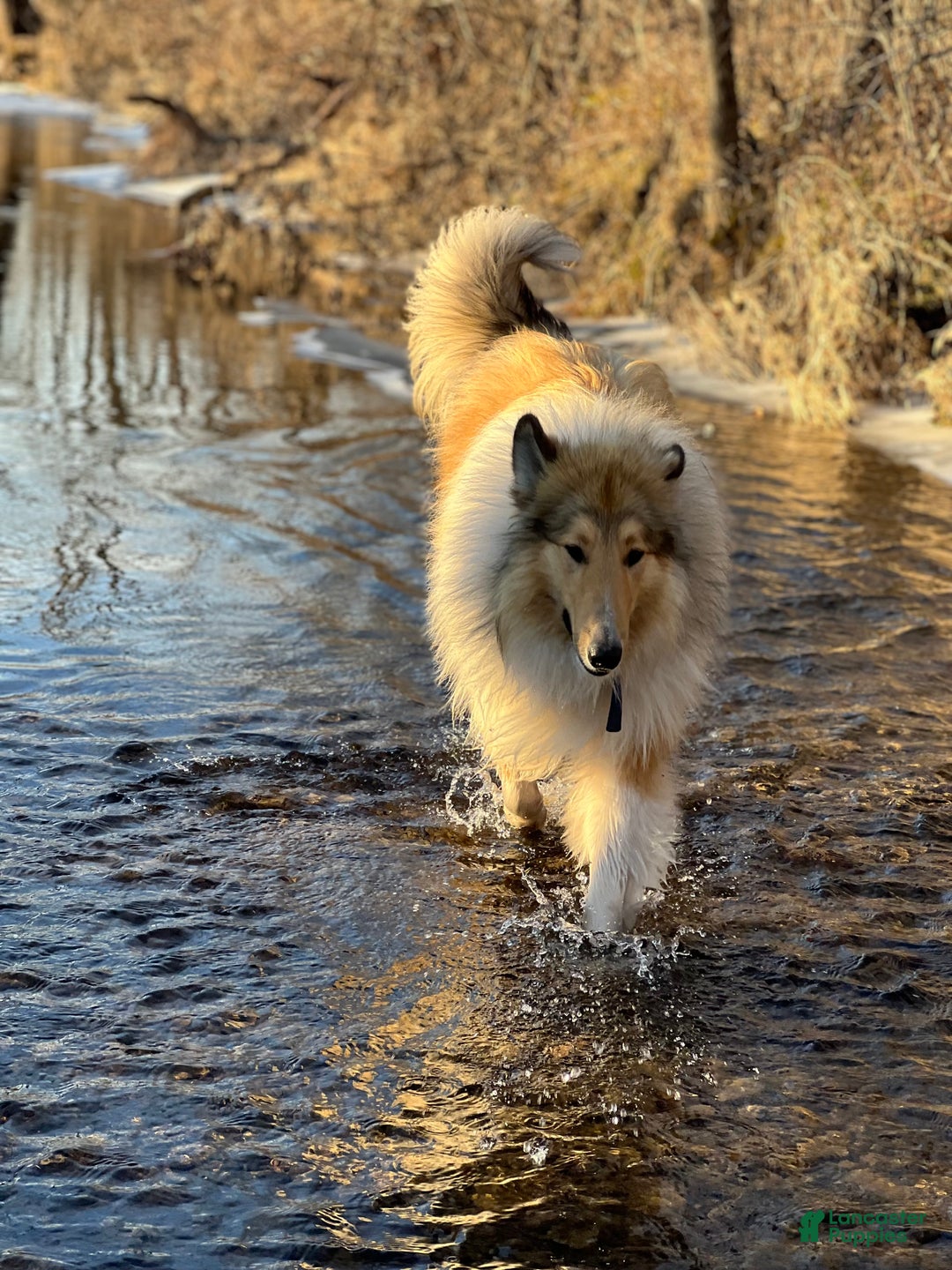 Collie dogs for sale: Collie Puppy 7 - Ad 15