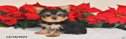 Yorkshire Terrier dogs for sale: Jaxson - Ad 4