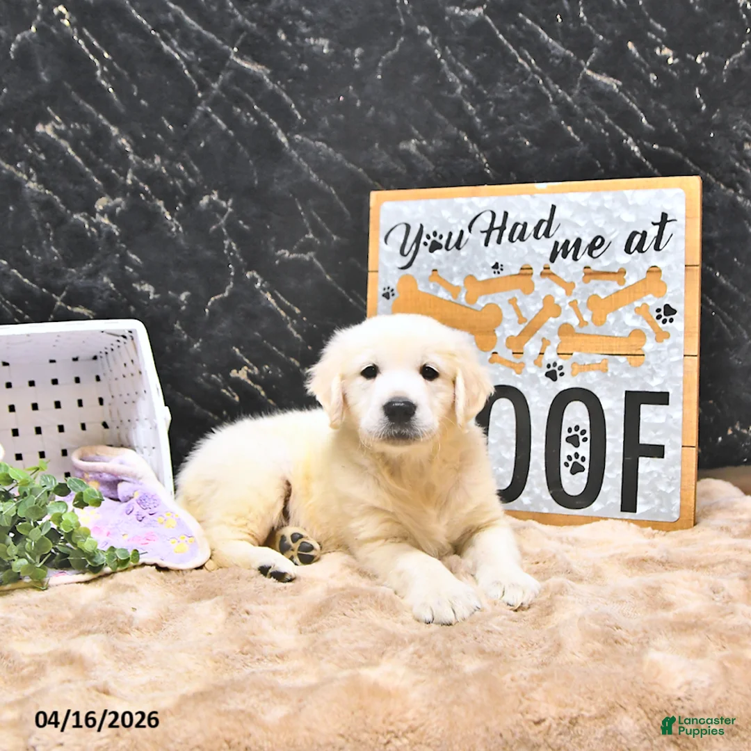 Golden Retriever dogs for sale: Miles - Ad 1