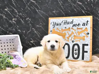 Golden Retriever dogs for sale: Miles - Ad 1