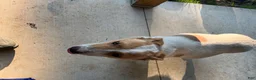 Mixed Breed dogs for sale: Mixed Breed Mamma of liter - Ad 3
