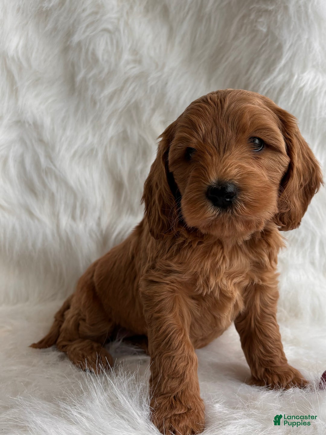 Mixed Breed dogs for sale: Mini Holly  - Ad 3