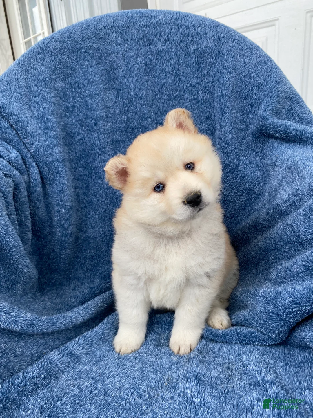 Siberian Husky dogs for sale: Jackie - Ad 4