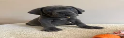 Cane Corso dogs for sale: Hulk  - Ad 1