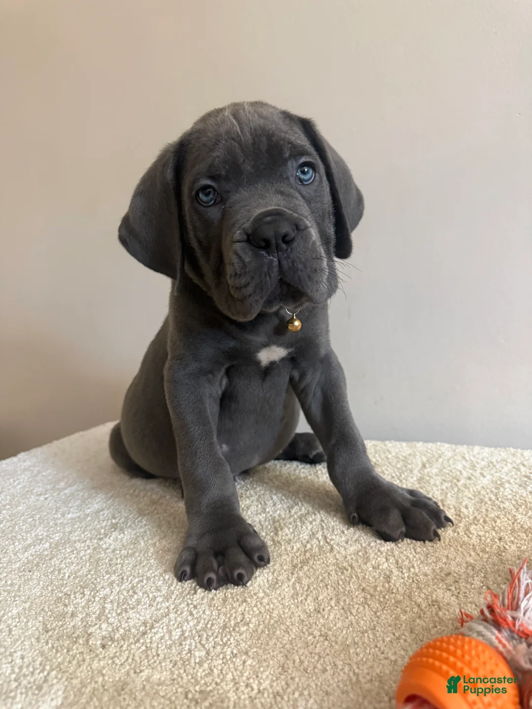 Cane Corso dogs for sale: Hulk  - Ad 1