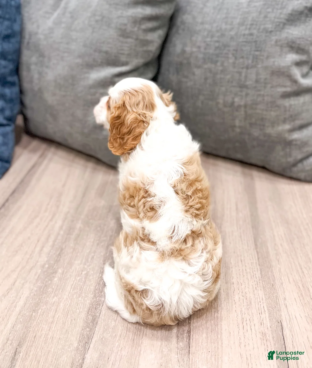 Cavalier King Charles Spaniel dogs for sale: Brady - Ad 5