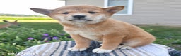 Shiba Inu dogs for sale: Shiba Inu 4 puppies - Ad 15