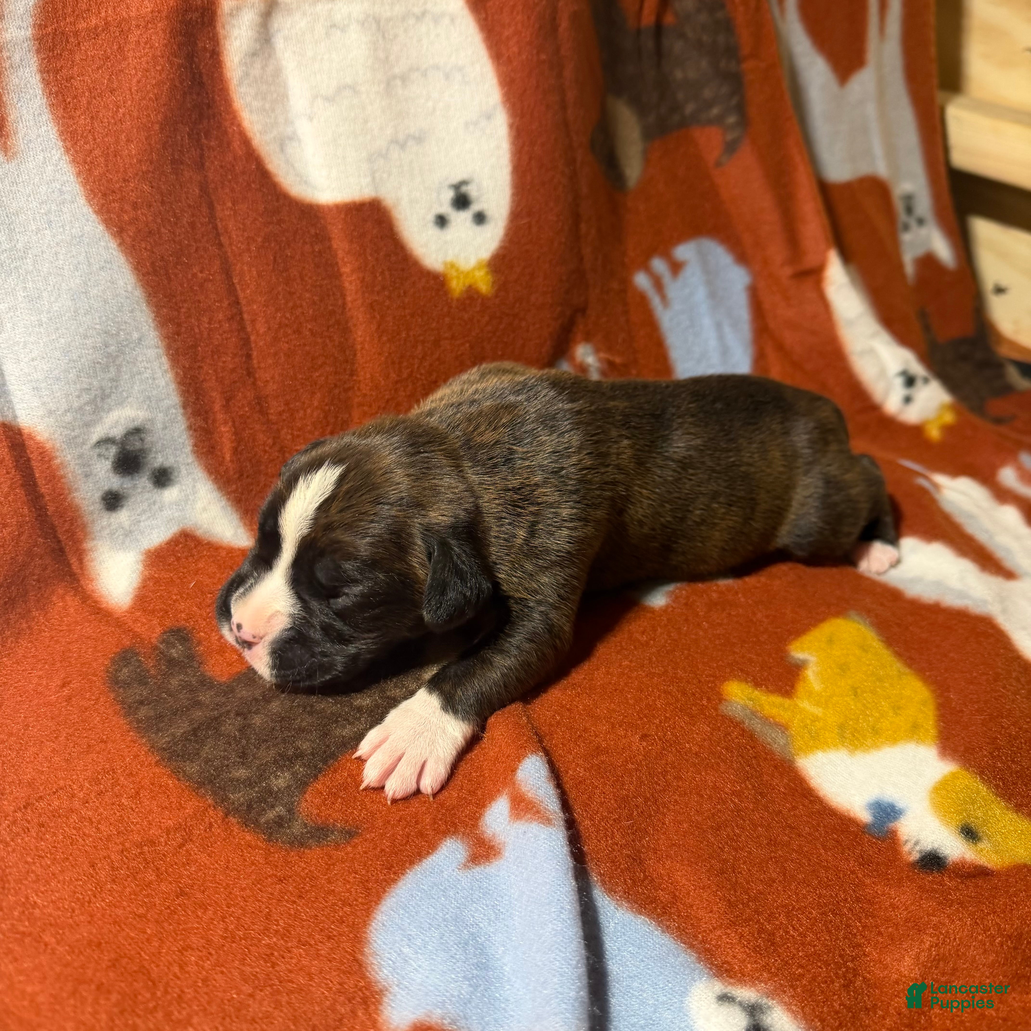 Boxer dogs Moose - Ad 7