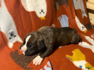 Boxer dogs Moose - Ad 5