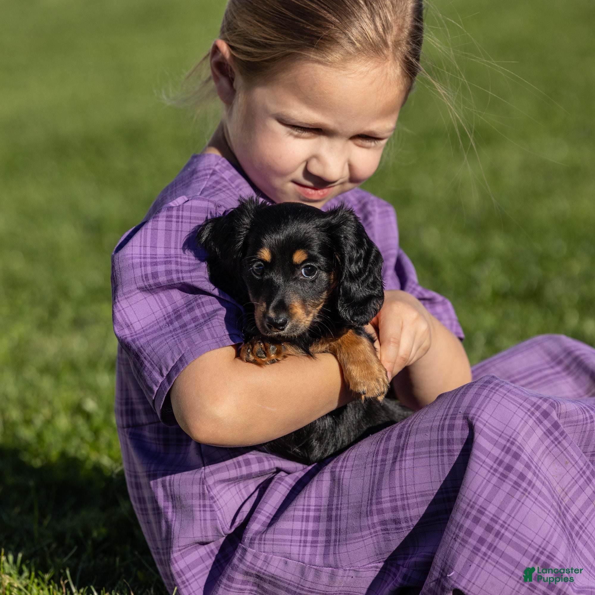 Miniature Dachshund dogs for sale: Cassi - Ad 2