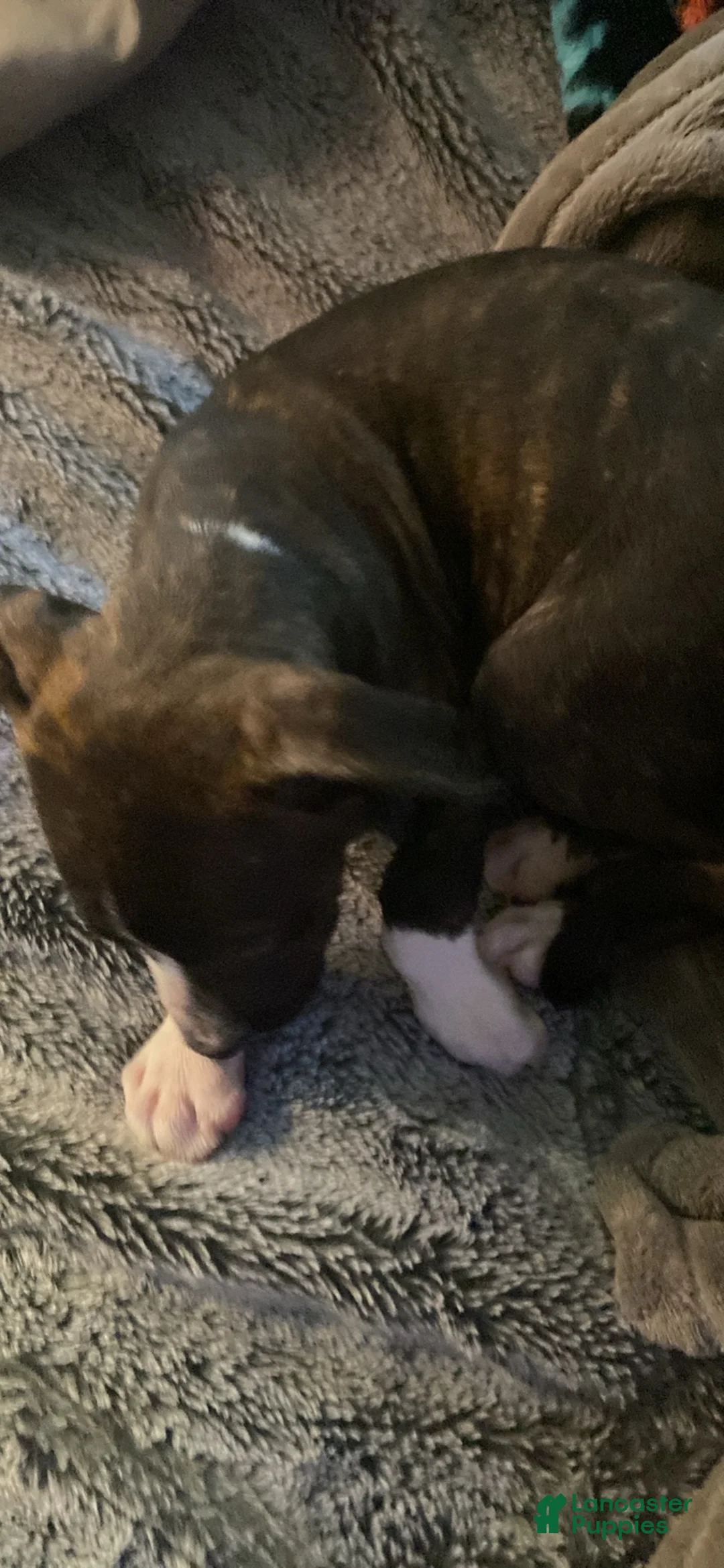 Mixed Breed dogs for sale: Mixed Breed 1 - Ad 1
