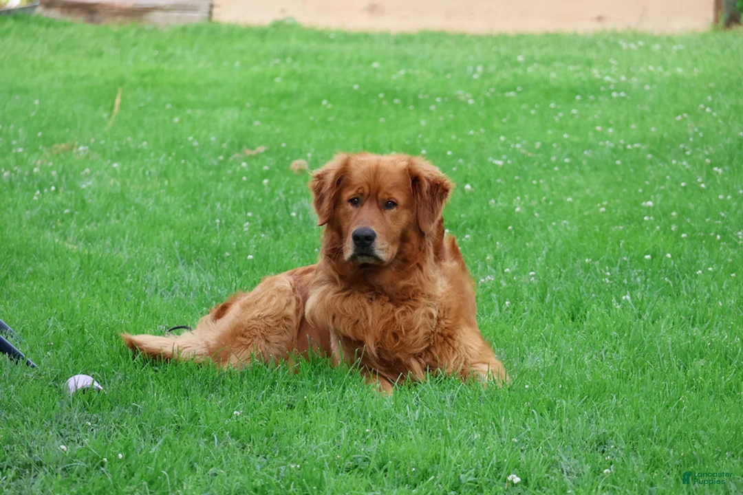 Goldador dogs for sale: Ranger - Ad 6