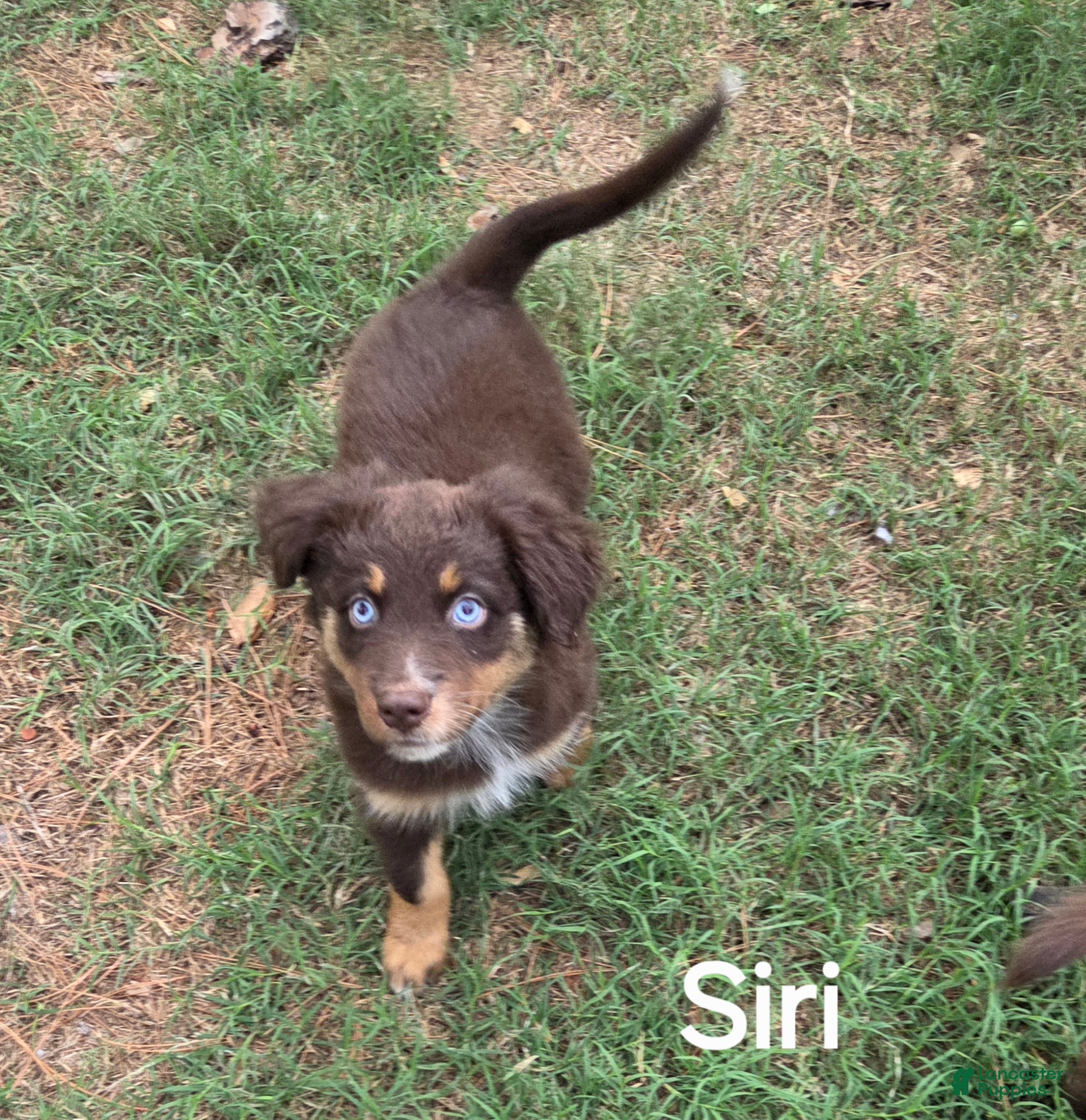 Australian Shepherd dogs for sale: Siri - Ad 2
